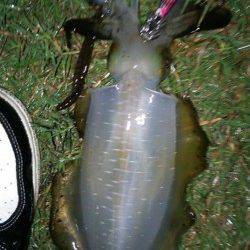 天橋立でエギング短時間の勝負！