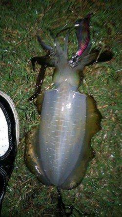 天橋立でエギング短時間の勝負！