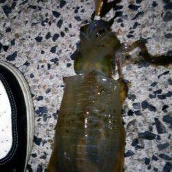 天橋立でエギング短時間の勝負！