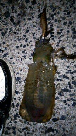 天橋立でエギング短時間の勝負！