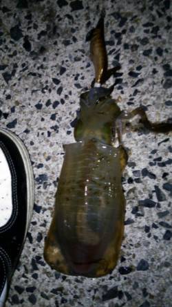 天橋立でエギング短時間の勝負！