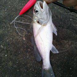 兵突で投げ釣り☆雨で高活性のアナゴが入れ食い！