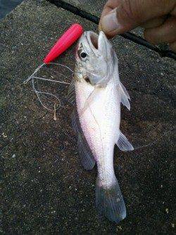 兵突で投げ釣り☆雨で高活性のアナゴが入れ食い！