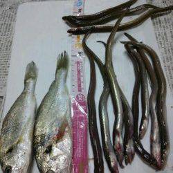 兵突で投げ釣り☆雨で高活性のアナゴが入れ食い！