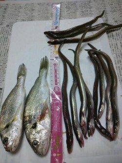 兵突で投げ釣り☆雨で高活性のアナゴが入れ食い！