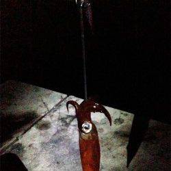 明石港、アオリイカは、順調に大きくなっていました