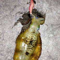 明石港、アオリイカは、順調に大きくなっていました