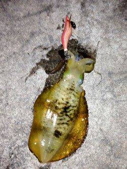 明石港、アオリイカは、順調に大きくなっていました