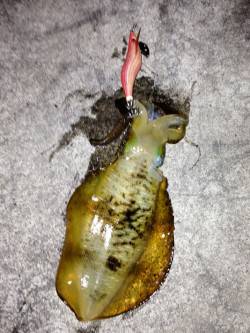 明石港、アオリイカは、順調に大きくなってい…