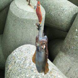 東二見人口島にて昼休みにちょこっとエギング