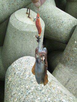 東二見人口島にて昼休みにちょこっとエギング