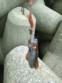 東二見人口島にて昼休みにちょこっとエギング…