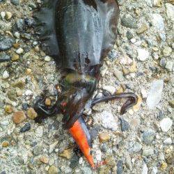 東二見人口島にて昼休みにちょこっとエギング