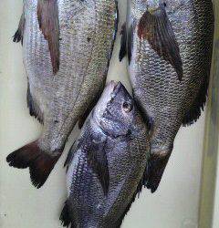 沖一文字スリットカーブ 釣果、落とし込みでナイスサイズのチヌ