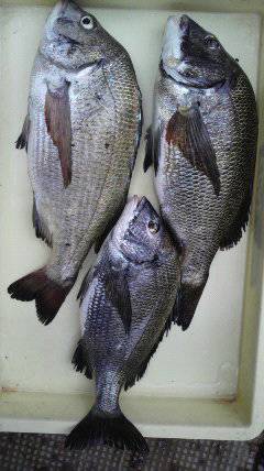 沖一文字スリットカーブ 釣果、落とし込みで…