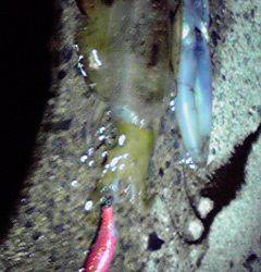 伊根エリア、アオリの型があがってきたよう