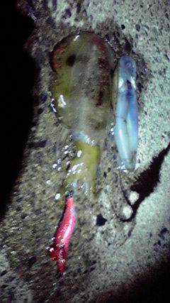 伊根エリア、アオリの型があがってきたよう