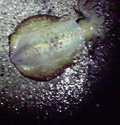 伊根エリアでのエギング、連続６杯ＧＥＴ！