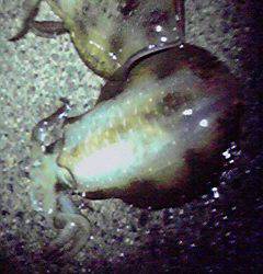 伊根エリア、アオリの型があがってきたよう