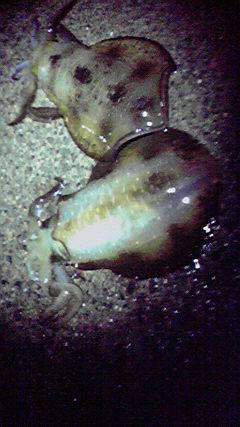 伊根エリア、アオリの型があがってきたよう