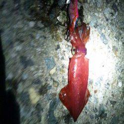 林崎漁港　夕方からのエギングでアオリイカ14ハイ＆ケンサキ