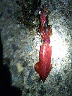 林崎漁港　夕方からのエギングでアオリイカ14ハイ＆ケンサキ