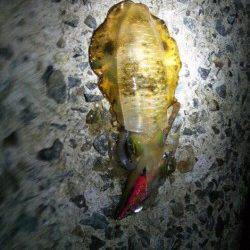 林崎漁港　夕方からのエギングでアオリイカ14ハイ＆ケンサキ