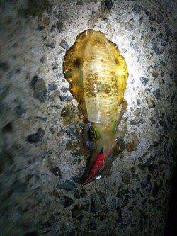 林崎漁港　夕方からのエギングでアオリイカ14ハイ＆ケンサキ