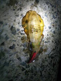 林崎漁港　夕方からのエギングでアオリイカ1…