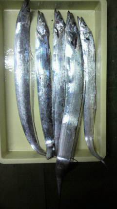 岸和田一文字　ルアーでタチウオ〜85cm5…