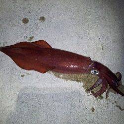 明石港　潮の流れが速い中のエギングでアオリ＆ケンサキ