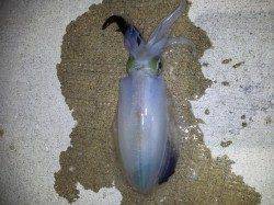 明石港　潮の流れが速い中のエギングでアオリ＆ケンサキ