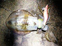 アジュール舞子、アオリのサイズも少しアップ↑