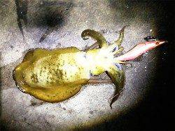 アジュール舞子、アオリのサイズも少しアップ↑