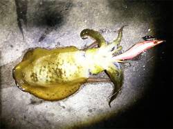 アジュール舞子、アオリのサイズも少しアップ…