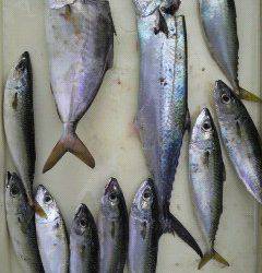 岸和田一文字　ショアジギングでサゴシ・シオ・サバがヒット