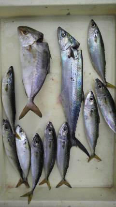 岸和田一文字　ショアジギングでサゴシ・シオ…