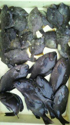 岸和田沖一文字北 イシゴカイの餌でグレ＆カワハギ