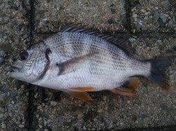 大阪南港　フカセでチヌ35cm他キビレ2匹