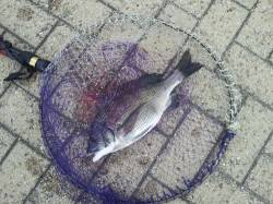 大阪南港　フカセでチヌ35cm他キビレ2匹…