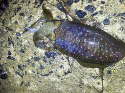 大蔵海岸、アオリイカを二人で38杯(リリー…