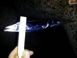 貝塚エリア、ウキ釣りでタチウオ・ジギングでサゴシをＧＥＴ！