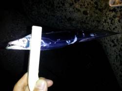 貝塚エリア、ウキ釣りでタチウオ・ジギングで…