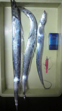 岸和田一文字　ワインドでタチウオ〜85cm…