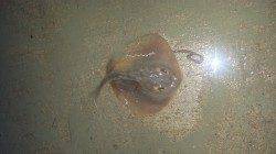 南塩谷で投げ釣り、オオモンハタなどの釣果