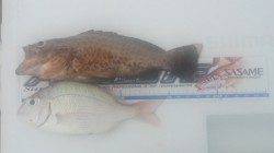 南塩谷で投げ釣り、オオモンハタなどの釣果