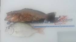 南塩谷で投げ釣り、オオモンハタなどの釣果