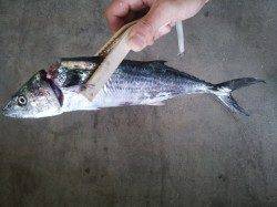 貝塚エリア、ウキ釣りでタチウオ・ジギングでサゴシをＧＥＴ！