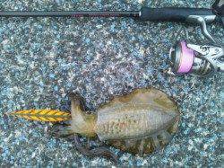 エギング、胴長21cm、500gをこえていました