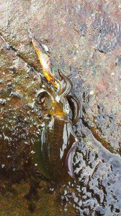 潮が動きだすと連続HIT！日高エギング釣行